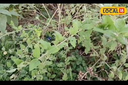 Image of: This Plant Often Mistaken for a Weed Could Make You Crorepati