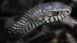 Image of: Doctors Warn of Rising Snake Bite Risks in Oklahoma This Season