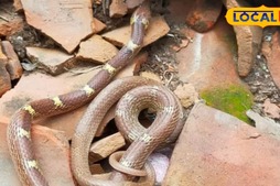 Image of: What to Do Immediately If You Spot a Snake Indoors