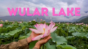 Image of: Wular Lake in Kashmir Sees Lotus Blooms After 30 Years, A Natural Marvel