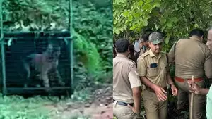 Image of: Man‑Eater Tiger Captured After 53‑Day Hunt in Kalikavu