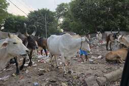 Image of: Ex‑Jet Airways CEO Scolds Gurgaon’s Garbage, Questions Disneyland Dream