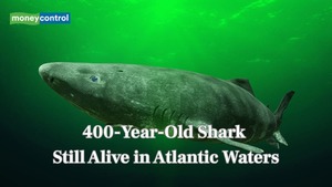 Image of: Meet the 400-Year-Old Greenland Shark: The Oldest Living Vertebrate