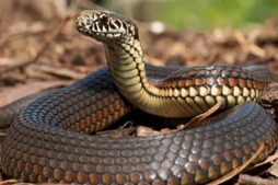 Image of: Keep Snakes Away This Monsoon: 5 Natural Plants That Repel Reptiles