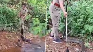 Image of: Kerala Forest Officer Roshni’s Daring Rescue of 18-Foot King Cobra in Thiruvananthapuram