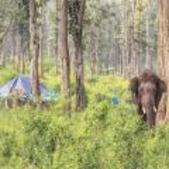 Image of: Wildlife Clearance Not Needed for Basic Public Facilities, Clarifies MOTA