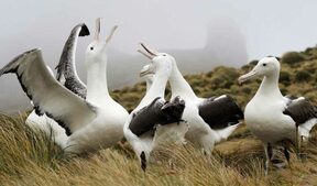 Image of: Endemism & Antarctica’s Birds: Unique, Vulnerable, Irreplaceable