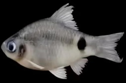 Image of: New Fish Species Pethia dibrugarhensis Discovered in Brahmaputra