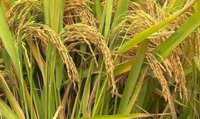 Image of: Punjab Rice Sowing Area Set to Expand to 70,000 Acres