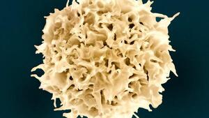 Image of: Scientists Harness AI-Designed Proteins to Boost Immune Cell Generation