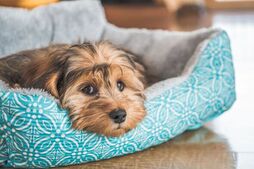 Image of: Concerned Owner Seeks Answers: Is Her Dog Sad or Scared?