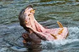 Image of: Survivor's Tale: Man Rescued from Hippopotamus Attack