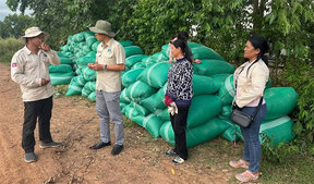 Image of: Government Takes Action to Stabilize Rice Market During Early Harvest