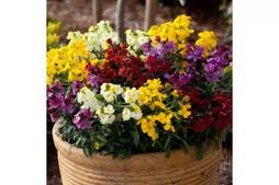 Image of: Brighten Your Garden with Wallflower 'Sugar Rush' Mix and Compost