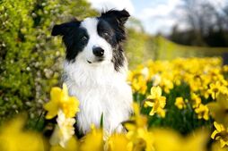Image of: How to Tame Your Neighbor's Barking Dog: Expert Tips