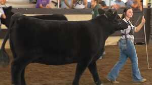 Image of: Young Showman Shines with Community Support at Iowa State Fair
