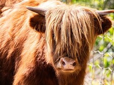 Image of: Shaggy Highland Cattle Make Charming Debut at Toronto Zoo