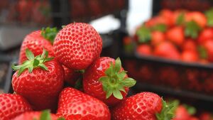 Image of: The Best Way to Store Strawberries So They Stay Fresh for a Week