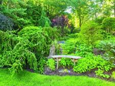 Image of: Ask a Master Gardener: How to Build a Mini Forest in Your Backyard