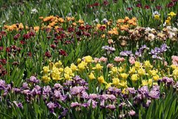 Image of: Late Summer: The Perfect Time to Plant Irises and Care Tips