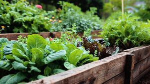 Image of: 7 Seeds to Plant Now for a Thriving Late Fall Harvest