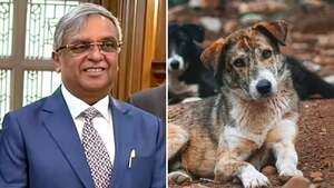Image of: Supreme Court Justice Vikram Nath: A New Global Face from the Stray Dogs Case