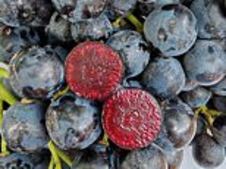 Image of: Introducing Boombites: The Superfruit Your Kids Will Love