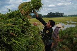Image of: Vietnam's Rice Export Milestone: Nearly 5.9 Million Tonnes