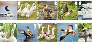 Image of: Royal Mail Unveils Delightful Stamp Collection Featuring Ducks