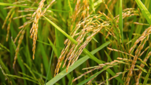 Image of: Iloilo Farmers Access Rice at P20 per Kilo