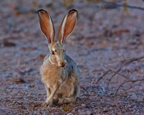 Image of: Unraveling Connections: US Hares, Diets, and Historical Revolts