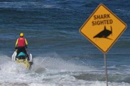 Image of: Tragedy Strikes: Shark Attack Claims Life Near Sydney