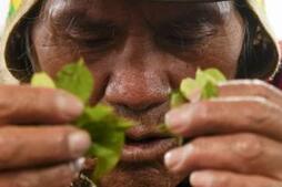 Image of: Coca Leaves: A Cultural Cornerstone in Bolivia