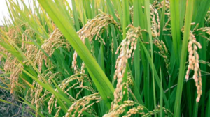 Image of: Rice Exporters Dispute Claims of Severe Crop Damage in Punjab