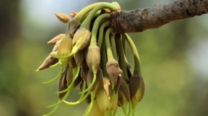 Image of: Explore the Culinary Wonders of Mahua Flowers: 5 Vegetarian Recipes