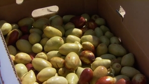 Image of: Fresno Farmer Cultivates Jujube, the Sweet Sensation of the Central Valley
