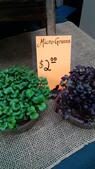 Image of: The Power of Microgreens: Tiny Plants with Big Benefits