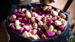 Image of: Exploring the Unique Uses of African Kola Nuts