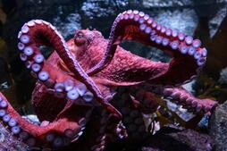 Image of: Farewell to Ghost: The California Octopus and Her Final Act of Motherhood