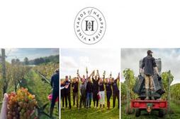 Image of: Hampshire Vineyards Celebrate Historic Early Harvest