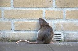 Image of: Expert Tips to Keep Rats Away This Rodent Season