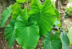 Image of: Embracing Monsoon Magic with Colocasia Curry