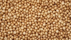 Image of: Discover the Culinary Delights of Guinea Corn