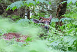 Image of: Dismantling the Roadless Rule: A Misstep for Southeast Alaska