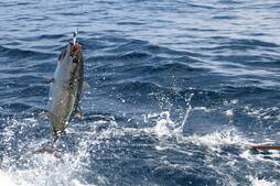 Image of: Exciting Tuna Bonanza in Southeast Alaska: A New Fishing Frontier
