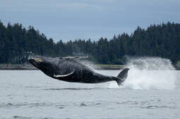 Image of: Weekly Wonder: Understanding Whale Breaching