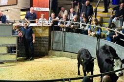 Image of: Historic Sale: £10,200 for Cow and Calf at Norwich Market