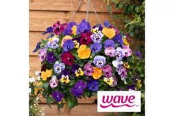 Image of: Discover You Garden's Pansy 'Top Wave' - Plant of the Month!