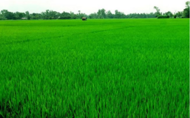 Image of: Thriving Aman Rice Cultivation in Rangpur Region