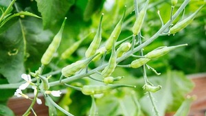 Image of: Delicious Ways to Enjoy Radish Pods: A Culinary Adventure